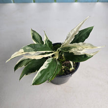 Load image into Gallery viewer, #R89 Spathiphyllum 'Monet' - Miniature