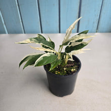 Load image into Gallery viewer, #R89 Spathiphyllum 'Monet' - Miniature