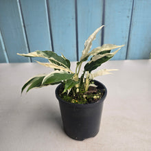 Load image into Gallery viewer, #R89 Spathiphyllum 'Monet' - Miniature