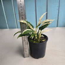 Load image into Gallery viewer, #R89 Spathiphyllum 'Monet' - Miniature