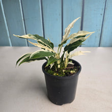 Load image into Gallery viewer, #R89 Spathiphyllum 'Monet' - Miniature