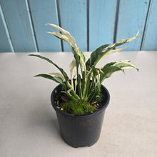 Load image into Gallery viewer, #R89 Spathiphyllum 'Monet' - Miniature