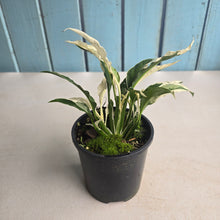 Load image into Gallery viewer, #R89 Spathiphyllum 'Monet' - Miniature