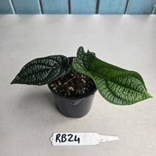 Load image into Gallery viewer, #RB24 Piper Parmatum