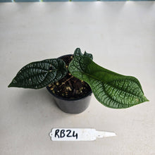 Load image into Gallery viewer, #RB24 Piper Parmatum