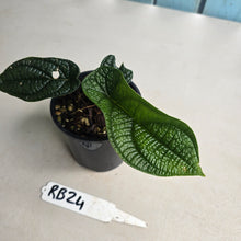 Load image into Gallery viewer, #RB24 Piper Parmatum