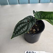 Load image into Gallery viewer, #RB24 Piper Parmatum