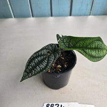 Load image into Gallery viewer, #RB24 Piper Parmatum