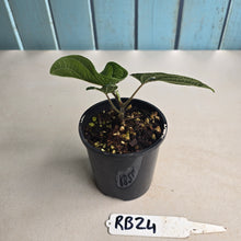 Load image into Gallery viewer, #RB24 Piper Parmatum