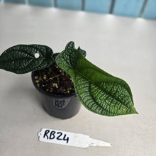 Load image into Gallery viewer, #RB24 Piper Parmatum