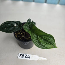 Load image into Gallery viewer, #RB24 Piper Parmatum