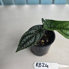 Load image into Gallery viewer, #RB24 Piper Parmatum