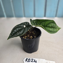 Load image into Gallery viewer, #RB24 Piper Parmatum