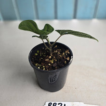 Load image into Gallery viewer, #RB24 Piper Parmatum