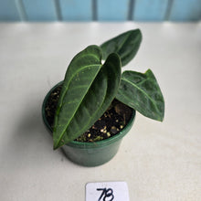 Load image into Gallery viewer, #78 Two x Headed Anthurium Black Sensation x