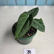 Load image into Gallery viewer, #78 Two x Headed Anthurium Black Sensation x