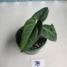 Load image into Gallery viewer, #78 Two x Headed Anthurium Black Sensation x