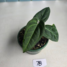 Load image into Gallery viewer, #78 Two x Headed Anthurium Black Sensation x