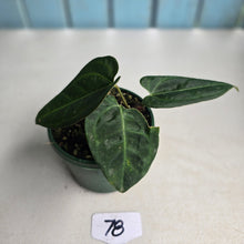 Load image into Gallery viewer, #78 Two x Headed Anthurium Black Sensation x