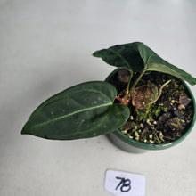 Load image into Gallery viewer, #78 Two x Headed Anthurium Black Sensation x