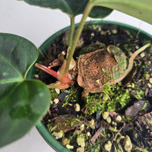 Load image into Gallery viewer, #78 Two x Headed Anthurium Black Sensation x