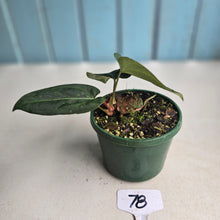 Load image into Gallery viewer, #78 Two x Headed Anthurium Black Sensation x