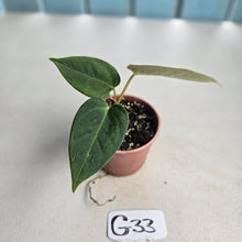 Load image into Gallery viewer, #G33 Anthurium NOID