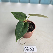 Load image into Gallery viewer, #G33 Anthurium NOID