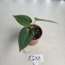 Load image into Gallery viewer, #G33 Anthurium NOID