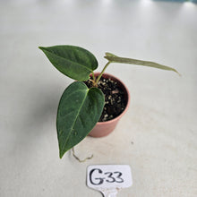 Load image into Gallery viewer, #G33 Anthurium NOID