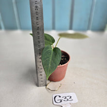 Load image into Gallery viewer, #G33 Anthurium NOID