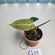 Load image into Gallery viewer, #G33 Anthurium NOID