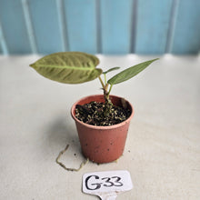 Load image into Gallery viewer, #G33 Anthurium NOID