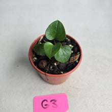 Load image into Gallery viewer, #G3 Anthurium Cerrobaulense Seedling