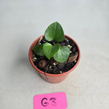 Load image into Gallery viewer, #G3 Anthurium Cerrobaulense Seedling