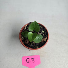 Load image into Gallery viewer, #G3 Anthurium Cerrobaulense Seedling