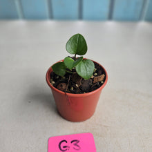 Load image into Gallery viewer, #G3 Anthurium Cerrobaulense Seedling