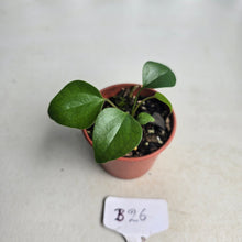 Load image into Gallery viewer, #B26 Anthurium Cerrobaulense Seedling