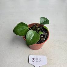 Load image into Gallery viewer, #B26 Anthurium Cerrobaulense Seedling