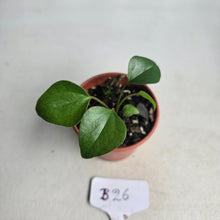 Load image into Gallery viewer, #B26 Anthurium Cerrobaulense Seedling