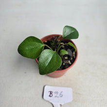 Load image into Gallery viewer, #B26 Anthurium Cerrobaulense Seedling