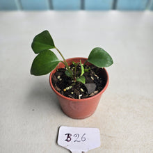 Load image into Gallery viewer, #B26 Anthurium Cerrobaulense Seedling