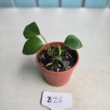 Load image into Gallery viewer, #B26 Anthurium Cerrobaulense Seedling