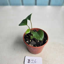 Load image into Gallery viewer, #B26 Anthurium Cerrobaulense Seedling