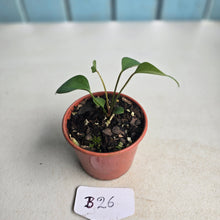 Load image into Gallery viewer, #B26 Anthurium Cerrobaulense Seedling