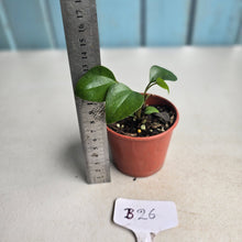 Load image into Gallery viewer, #B26 Anthurium Cerrobaulense Seedling
