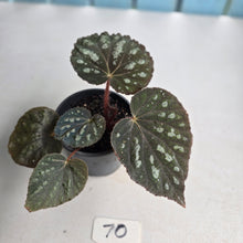Load image into Gallery viewer, #70 Begonia Unknown