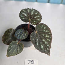 Load image into Gallery viewer, #70 Begonia Unknown
