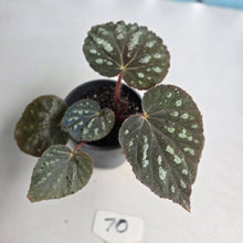 Load image into Gallery viewer, #70 Begonia Unknown