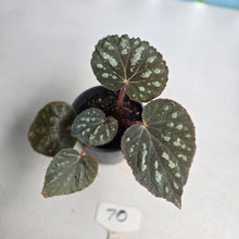Load image into Gallery viewer, #70 Begonia Unknown